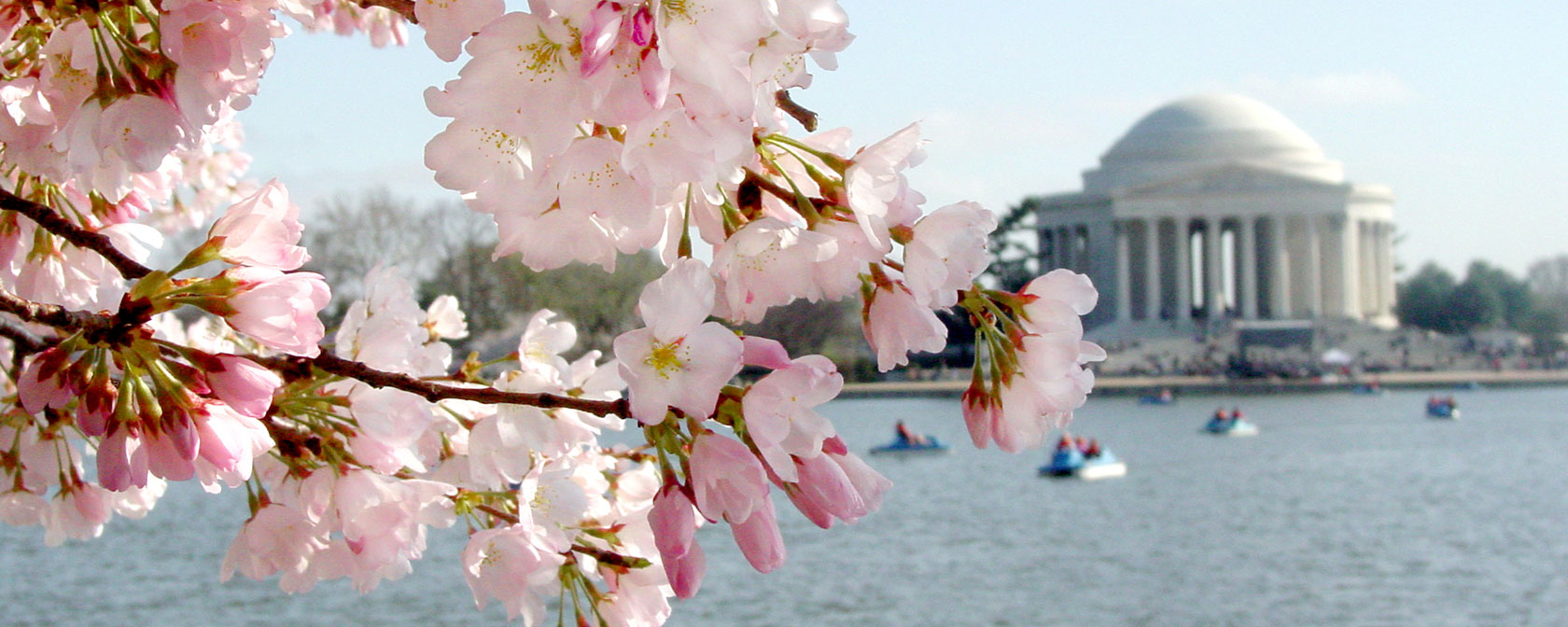 Fioritura dei fiori di ciliegio