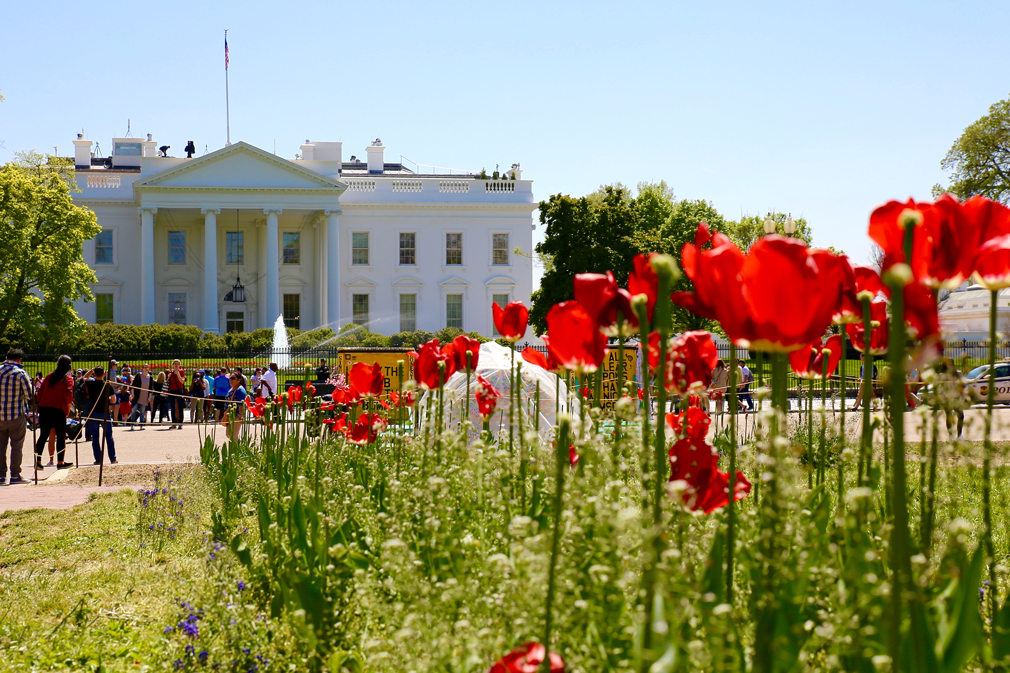 White House with Tulips in Front