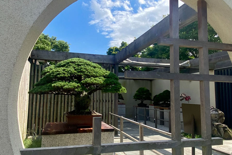 The Bonsai that survived Hiroshima