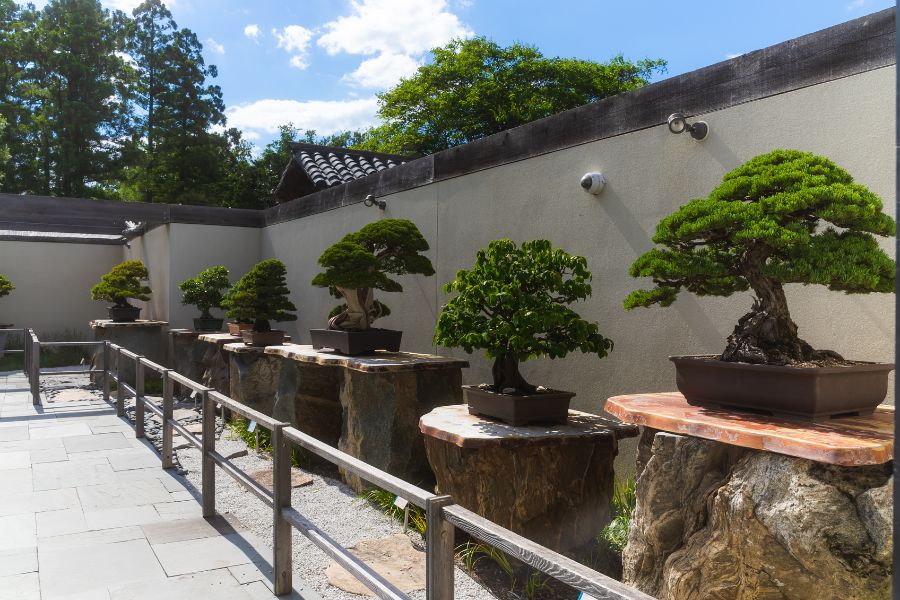 National Bonsai & Penjing Museum