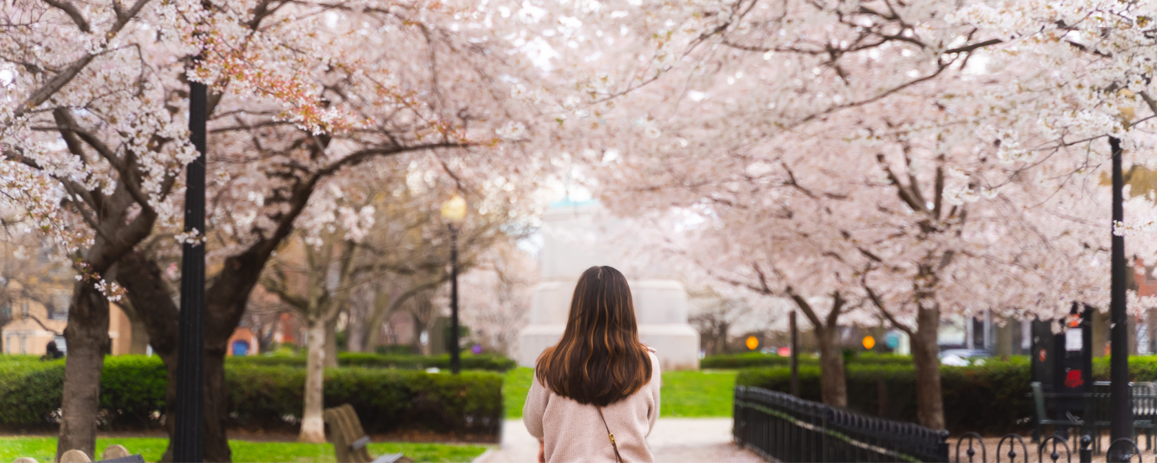 Mujer caminando bajo los cerezos en flor