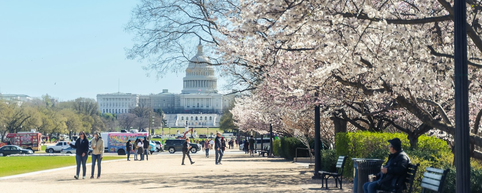 Bloeiende kersenbloesems sieren het pad naar het Amerikaanse Capitool, waar bezoekers heerlijk kunnen wandelen en genieten van het uitzicht in de lente.