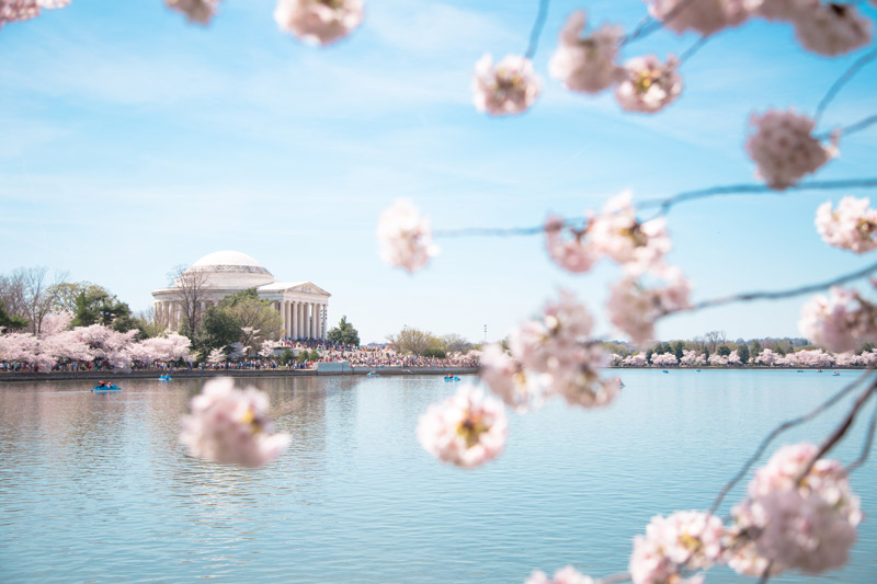 Guide to the National Cherry Blossom Festival in Washington, DC - The Best Things to Do This Spring in DC