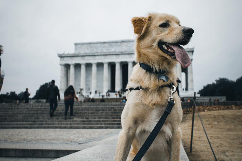 @russ_the_bustagram - Dog in front of Lincoln Memorial - Dog-friendly places in Washington, DC