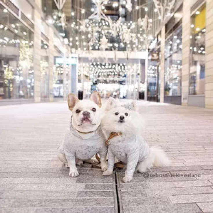 @sebastianlovesluna - Holiday display at CityCenterDC - Washington, DC