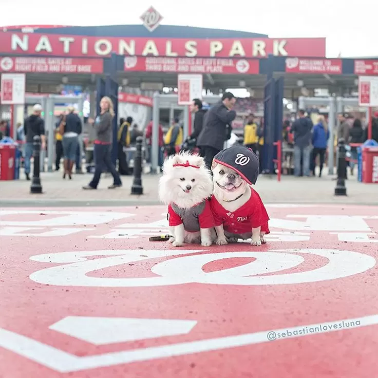 nats park