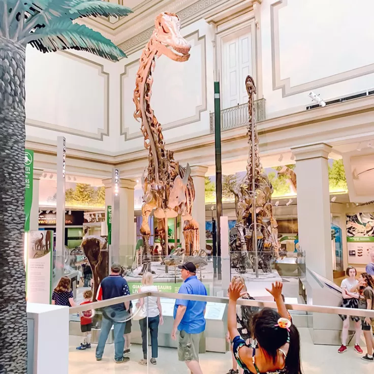Little one looking up at dinosaur in National History Museum