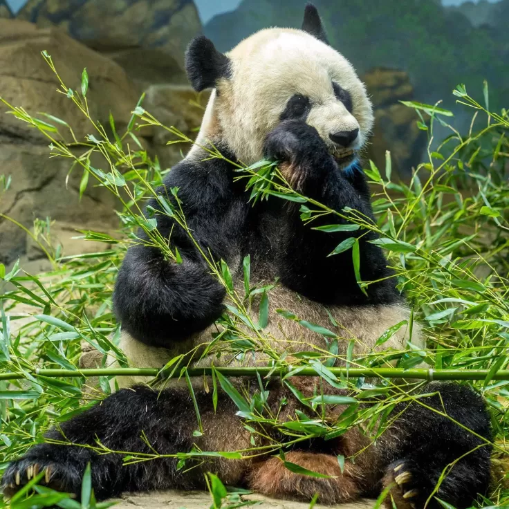 panda at dc zoo