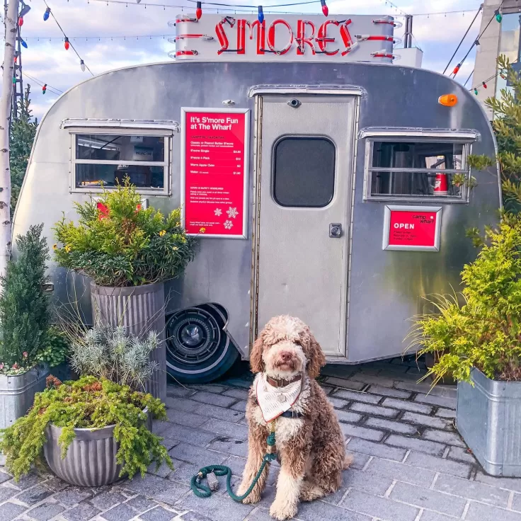 golden doodle dog in front of smores