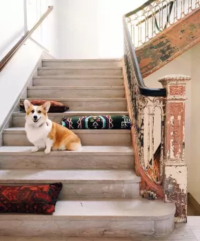 @allymumm - Corgi at The LINE DC hotel - Dog-friendly places in Washington, DC