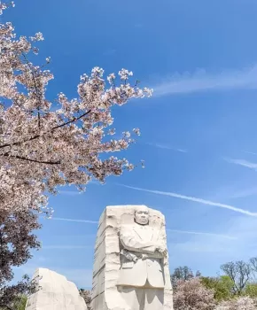 @jerryblossoms - Martin Luther King, Jr. Memorial on the National Mall during the cherry blossoms peak bloom in Washington, DC