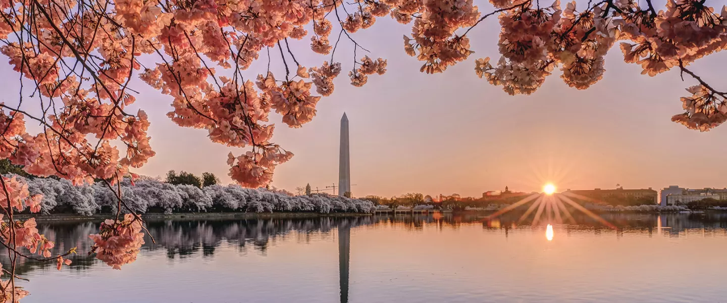 Cherry blossoms around Tidal Basin at sunrise