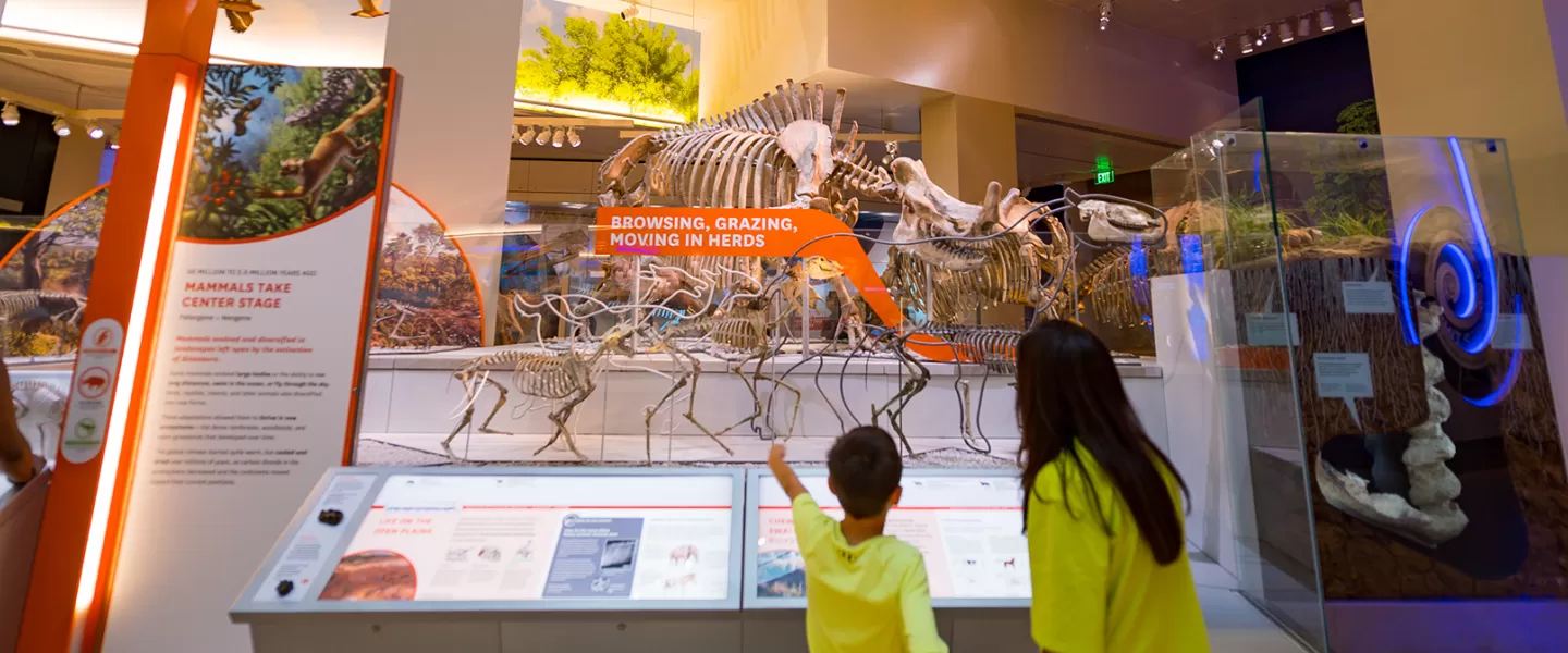 Adult and child pointing up to a fossil of a dinosaur 