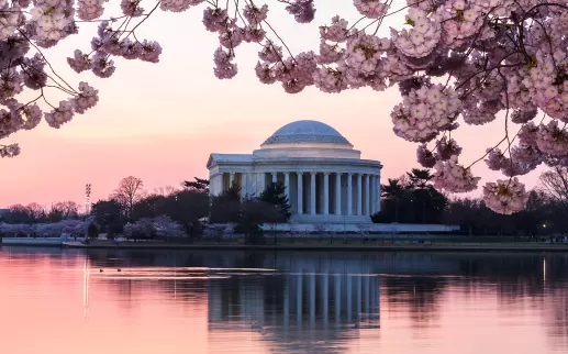 Cherry blossoms around Tidal Basin
