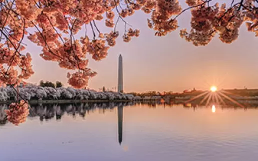 Cherry blossoms around Tidal Basin at sunrise
