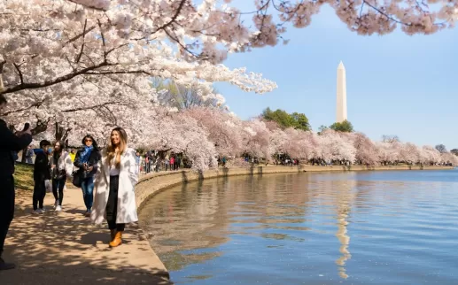 People walk beneath cherry blossoms along the Tidal Basin in Washington, DC, with the Washington Monument in the background.