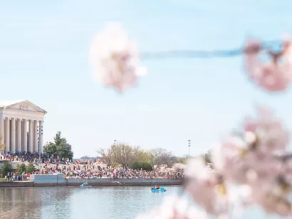 Spring and cherry blossoms in Washington, DC - Your ultimate guide to the National Cherry Blossom Festival and springtime in DC