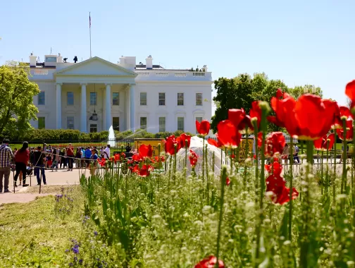 White House with Tulips in Front