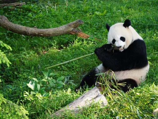 Smithsonian National Zoo Giant Panda - Washington, DC